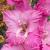 gladioluscflosacialynnnagc1a