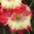 gladioluscfloshenanigansnagc1a