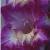 gladioluscfloshowboundnagc1a