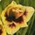gladioluscflosmallstarnagc1a1