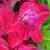 gladioluscflovelvetrevolutionnagc1a