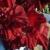 gladioluscflovelvetmistressnagc1a