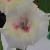 gladioluscflowhistlestopncoe1a1