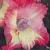 gladioluscflowrigleynagc1a