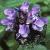 prunellaflotgrandiflora1a1a