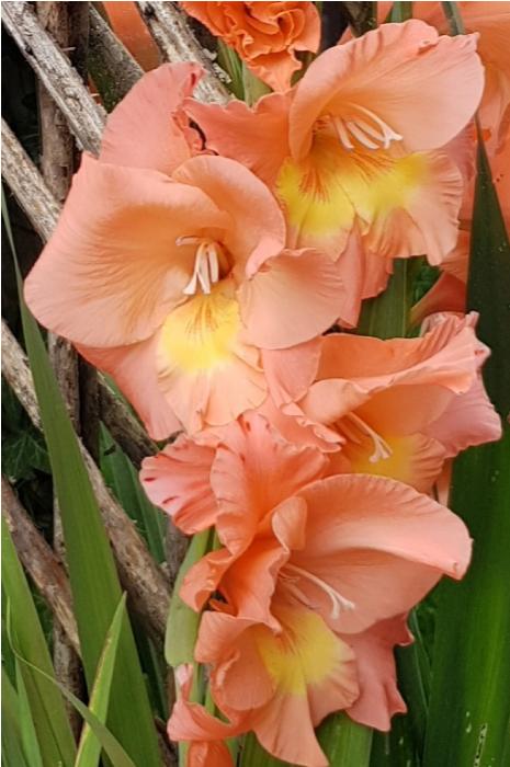 gladioluscflosorangeensemblehdellar