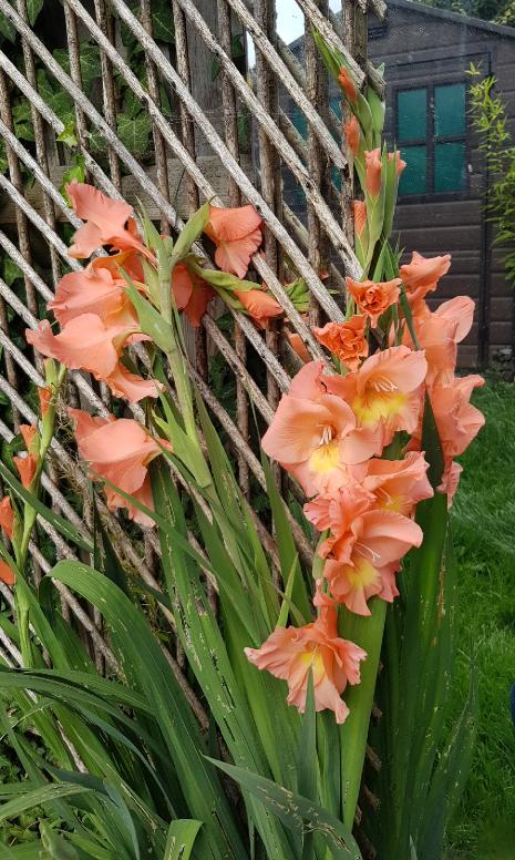 gladioluscfororangeensemblehdellar