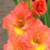 gladiolusffloorangeensemblenagc1