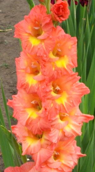 gladiolusfflohorangeensemblenagc