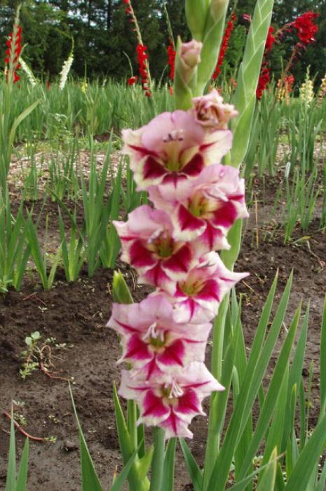gladiolusfforopalsplashnagc