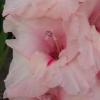 gladiolusfflopeppermintdelightnagc