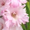 gladiolusfflopetachristinanagc