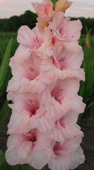 gladiolusfflohpeppermintdelightnagc