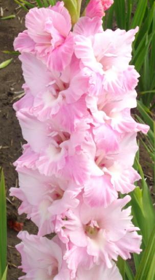 gladiolusfflohpetachristinanagc