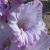 gladioluscflobluebaynagc1a