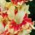 gladioluscflofiestafrenzynagc1a