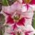 gladioluscfloopalsplashnagc1a1