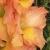 gladioluscfloterrynagc1a