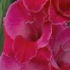 gladiolusfflosuzannenagc