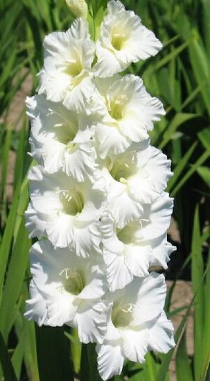 gladiolusfflohsecretladynagc