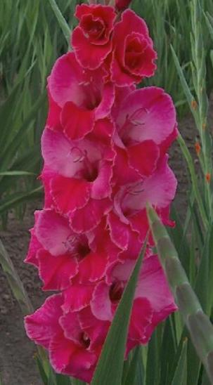 gladiolusfflohsuzannenagc