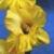 gladioluscflopetesgoldnagc1a