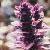 ajugacfloreptansatropurpurea1a1a