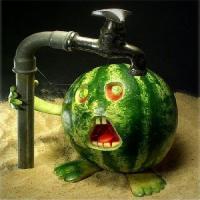 watermelonandtap