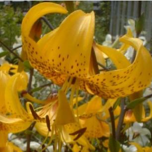 lilliumffloleichtliniirvroger