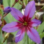 leucocorynepflocaravellervroger