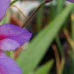 leucocorynepfolcaravellervroger
