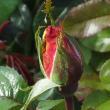 rosalincolnshirepoacherflot92a1a1a1a