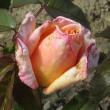rosalincolnshirepoacherflot93a1a1a1a