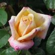 rosalincolnshirepoacherflot94a1a1a1a