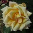 rosalincolnshirepoacherflot95a1a1a1a