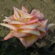 rosalincolnshirepoacherflot96a1a1a1a