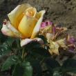 rosalincolnshirepoacherflot97a1a1a1a