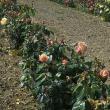 rosalincolnshirepoacherflot98a1a1a1a