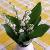convallariacfor9majaliswikimediacommons