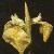 irisflotpseudacorus1