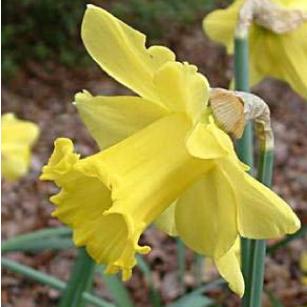 narcissusfflospellbinderdeeproot