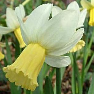 narcissusfflosurfsidedeeproot