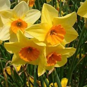 narcissusfflosuzydeeproot