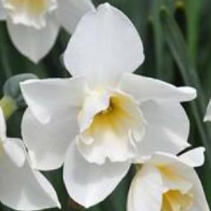 narcissusfflosweetlovedeeproot