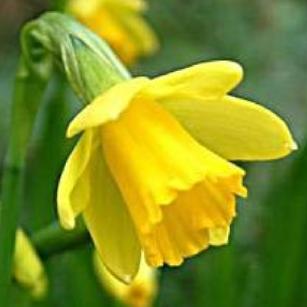 narcissusffloteteatetedeeproot