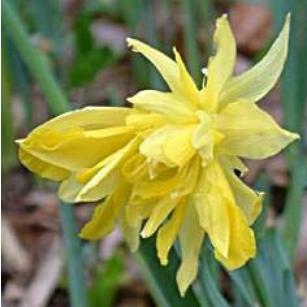 narcissusfflothomasdeeproot