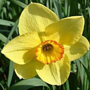 narcissusfflotriplecrowndeeproot