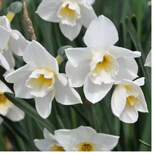 narcissusfflossweetlovedeeproot