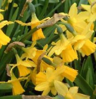narcissusfflosteteatetekevock