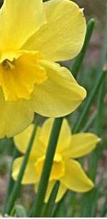 narcissusffoltrevithiandeeproot